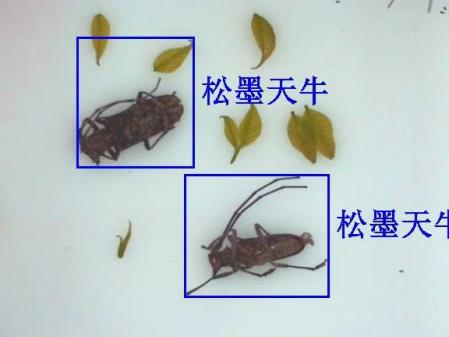 物联网天牛智能监测系统图片2 物联网天牛智能监测系统图片2